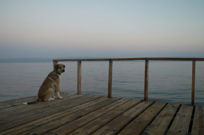 桟橋に佇む犬